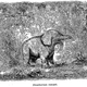 Illustration for article titled Strange 19th Century Drawings of Dinosaurs and Other Extinct Animals
